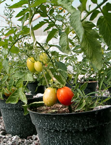 Hortalizas en maceta Hortalizas en maceta