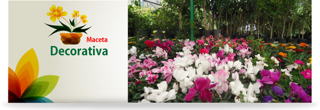 Intro macetas decorativas Intro macetas decorativas