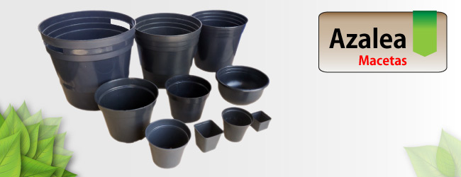 Maceta Azalea Maceta Azalea