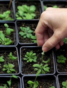 Macetas para esqueje Macetas para esqueje