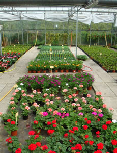 Viveros con planta de geranios en maceta Azlea Viveros con planta de geranios en maceta Azlea