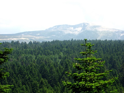 Abies nordmanniana