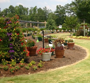 Container garden at Park Seed Company
