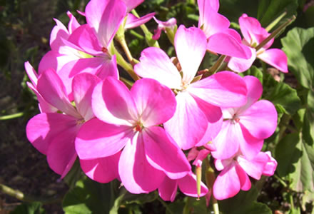 Floración de plantas