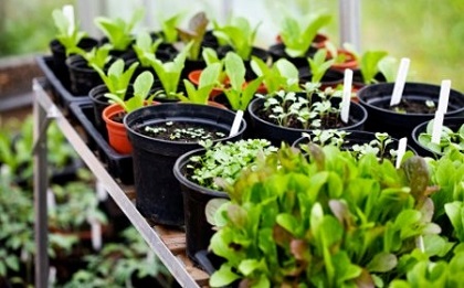 Hortalizas-en-maceta