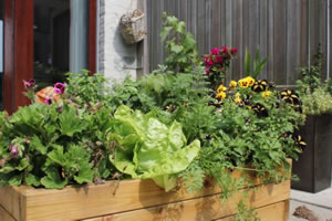 Maceta-huerto-urbano