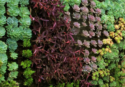 Muros verdes, sus beneficios.