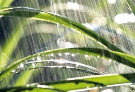 exceso de agua en las plantas