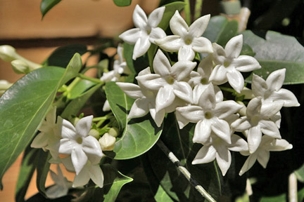 Jazmín de Madagascar, Stephanotis Floribunda