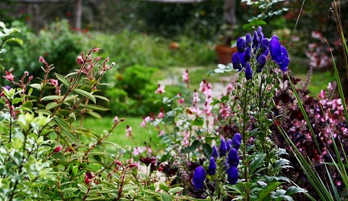Tareas-generales-de-septiembre-para-tus-plantas