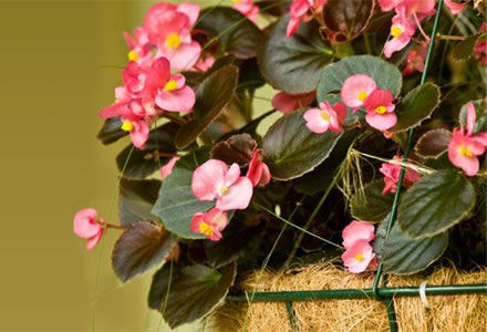 Begonias colgantes