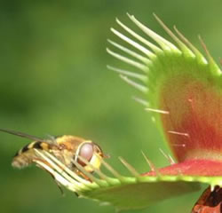 carnivoras-mandíbula carnivoras-mandíbula