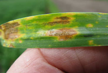 combatir-exceso-agua-plantas