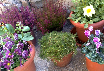 Consejos de jardineria para enero