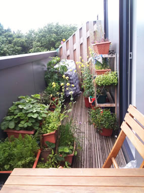 plantas-en-macetas-enero