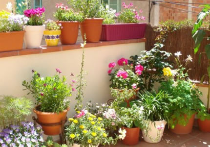 El cultivo de plantas en macetas 