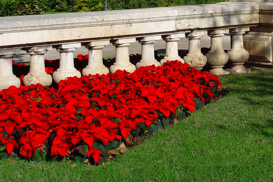 poinsettia-en-jardin poinsettia-en-jardin