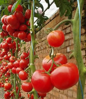 tomates