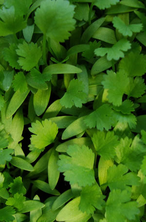 Cilantro (Coriandrum sativum)