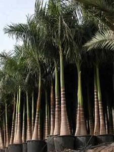 palma real en maceta de galon palma real en maceta de galon