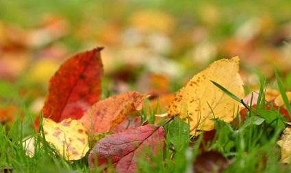 tareas de jardineria noviembre